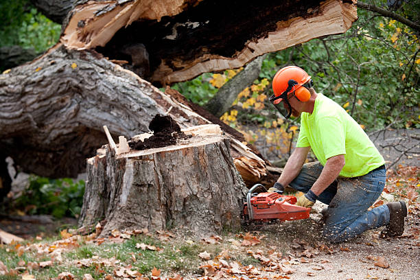 How Our Tree Care Process Works  in  Lyons, WI