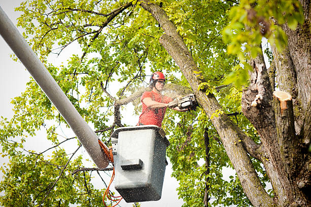 Best Storm Damage Tree Cleanup  in Lyons, WI